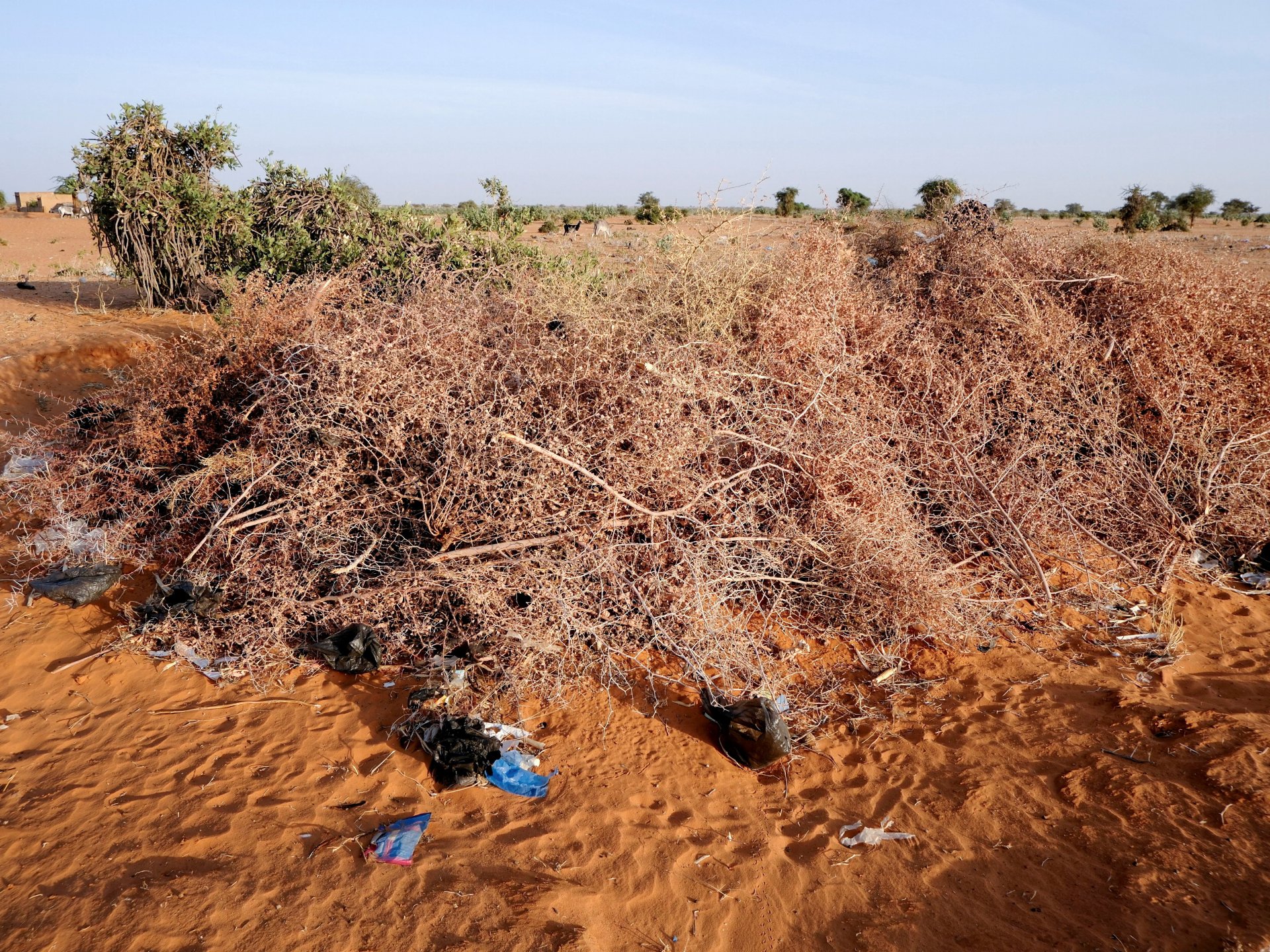 Abu Dhabi's reported strategy of securing agricultural assets through paramilitary backing in Sudan adds a new dimension to a conflict already marked by mass atrocities and regional proxy competition.