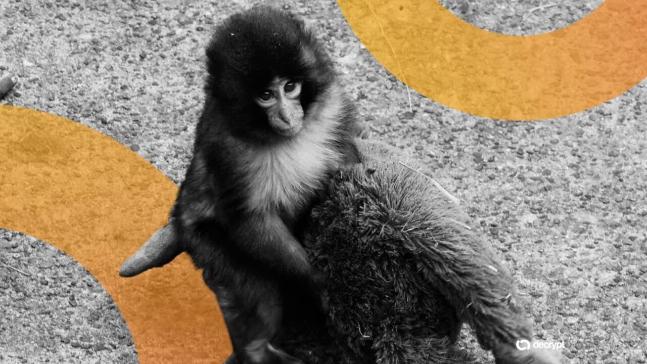A black and white image shows two monkeys sitting close together on a dirt surface, overlaid with orange graphic shapes and a "decrypt" logo in the corner.