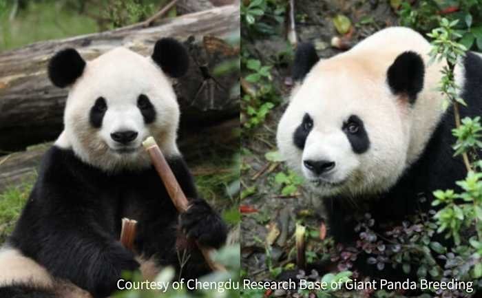 Two giant pandas are shown in side-by-side photos — one eating a stalk while seated on a log, the other among green foliage.
