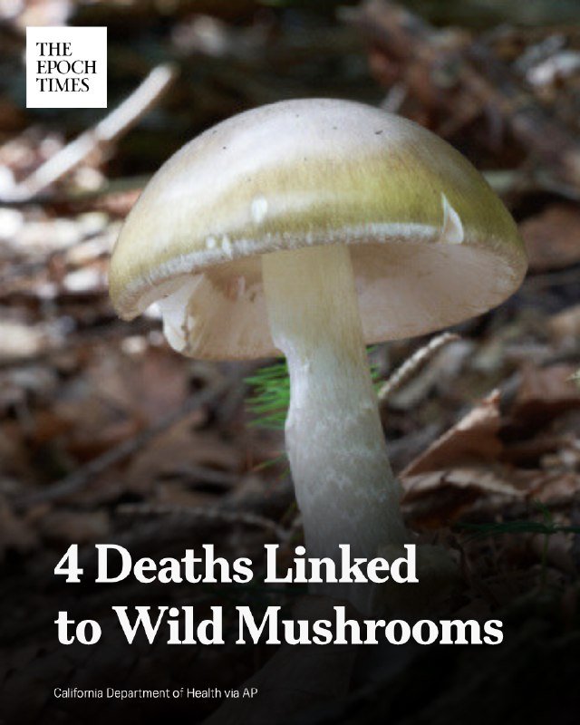 A pale greenish-yellow mushroom grows from a forest floor covered in brown leaves, with a headline reading "4 Deaths Linked to Wild Mushrooms."