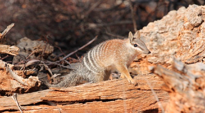A small striped marsupial stands on a textured fallen log surrounded by dry brush and rocky terrain.