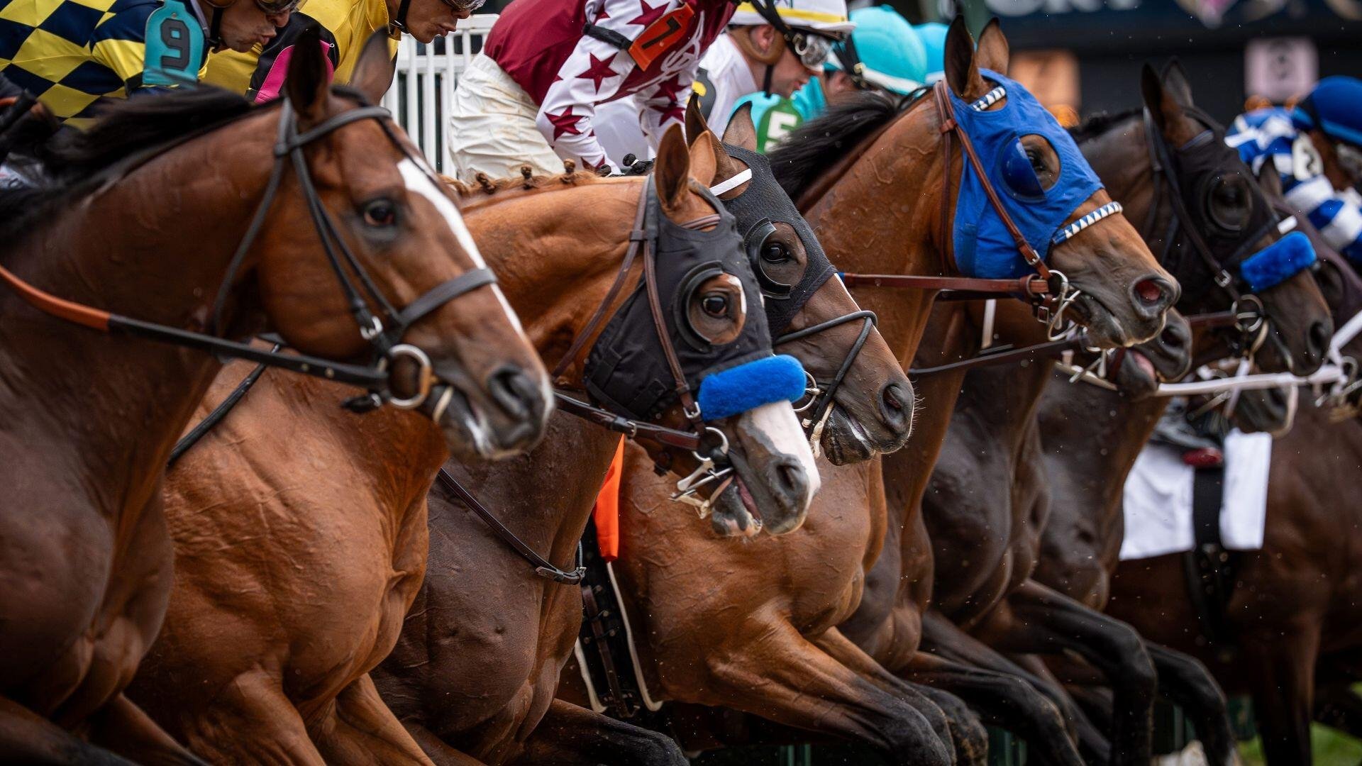 Jockeys in colorful silks and helmets lean forward atop a tightly packed line of racehorses wearing blinker hoods and bridles, captured at the start of a horse race.