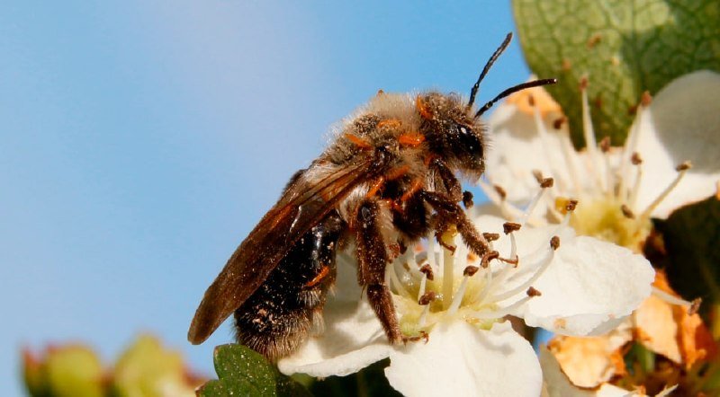 A fuzzy bee rests on a white flower with a green leaf, set against a clear blue sky.