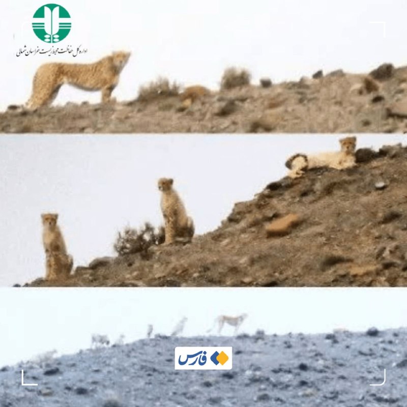 A female cheetah named Helia was last tracked in the Miandasht Wildlife Sanctuary with two cubs at her side.