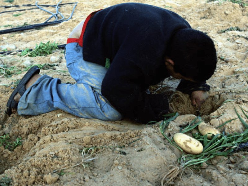A child wearing a dark sweater and jeans kneels on bare dirt, digging in the soil next to freshly unearthed potatoes.