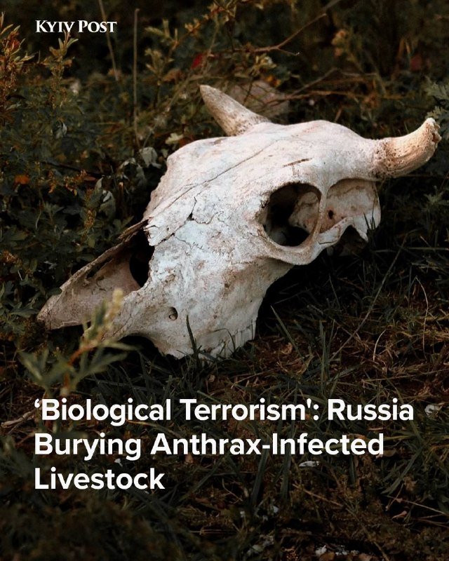A weathered horned animal skull rests among grass and foliage, with "KYIV POST" text above and a caption reading "'Biological Terrorism': Russia Burying Anthrax-Infected Livestock" below.