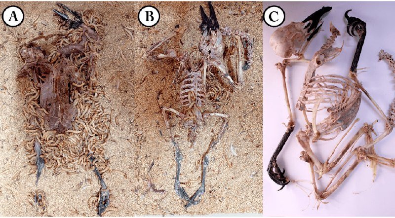 Three panels labeled A, B, and C show bird skeletons and decomposing remains covered in maggots on sand and a white surface.