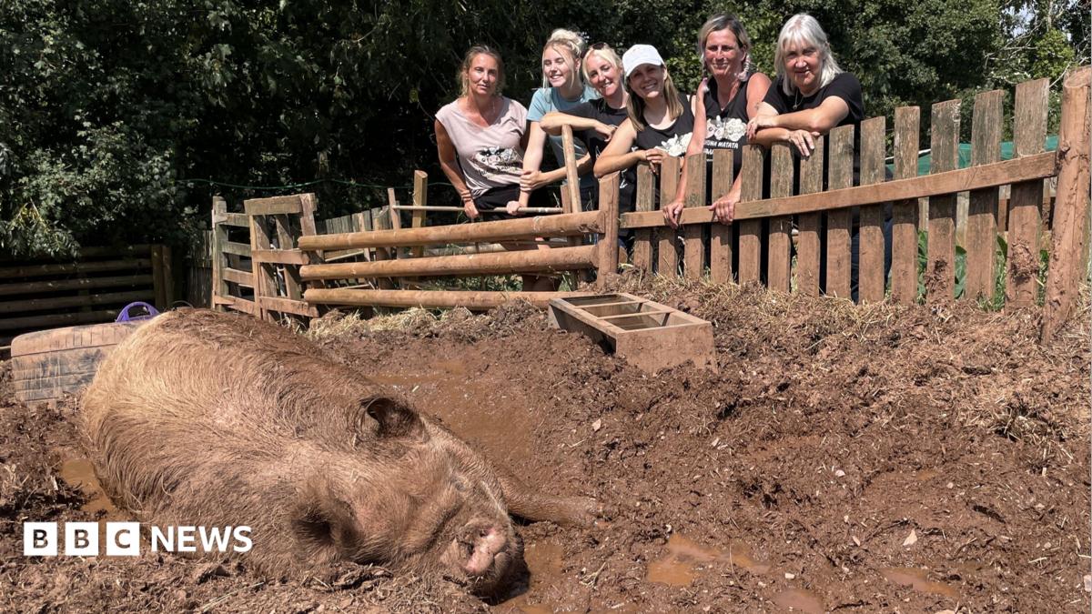 State transparency efforts around animal agriculture are colliding with Congress as separate reporting points to heat deaths in livestock transit.