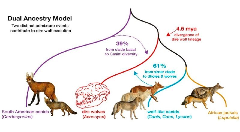 An illustrative scientific diagram labeled "Dual Ancestry Model" depicts dire wolf evolution with photos of canids and colored arrows indicating 39% and 61% admixture percentages from ancestral lineages.
