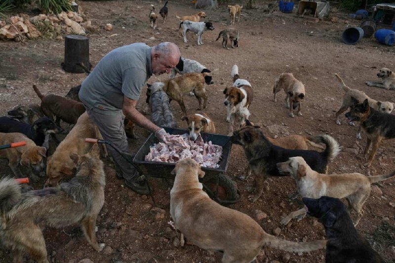A man feeds raw meat from a wheelbarrow to a large group of dogs gathered on a dirt lot.