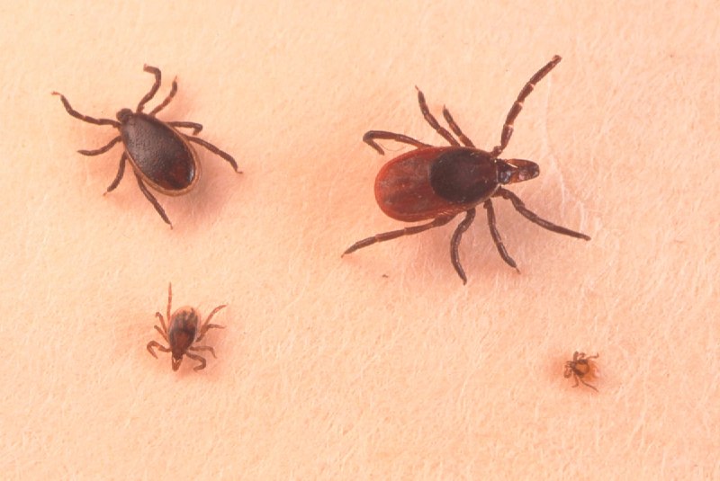 On a single Thursday in early July 2026, federal agencies moved on ticks, nicotine pouches, mortgage timetables and tokenized money — and the sum of those small prints told a larger story about who absorbs risk in the next cycle.