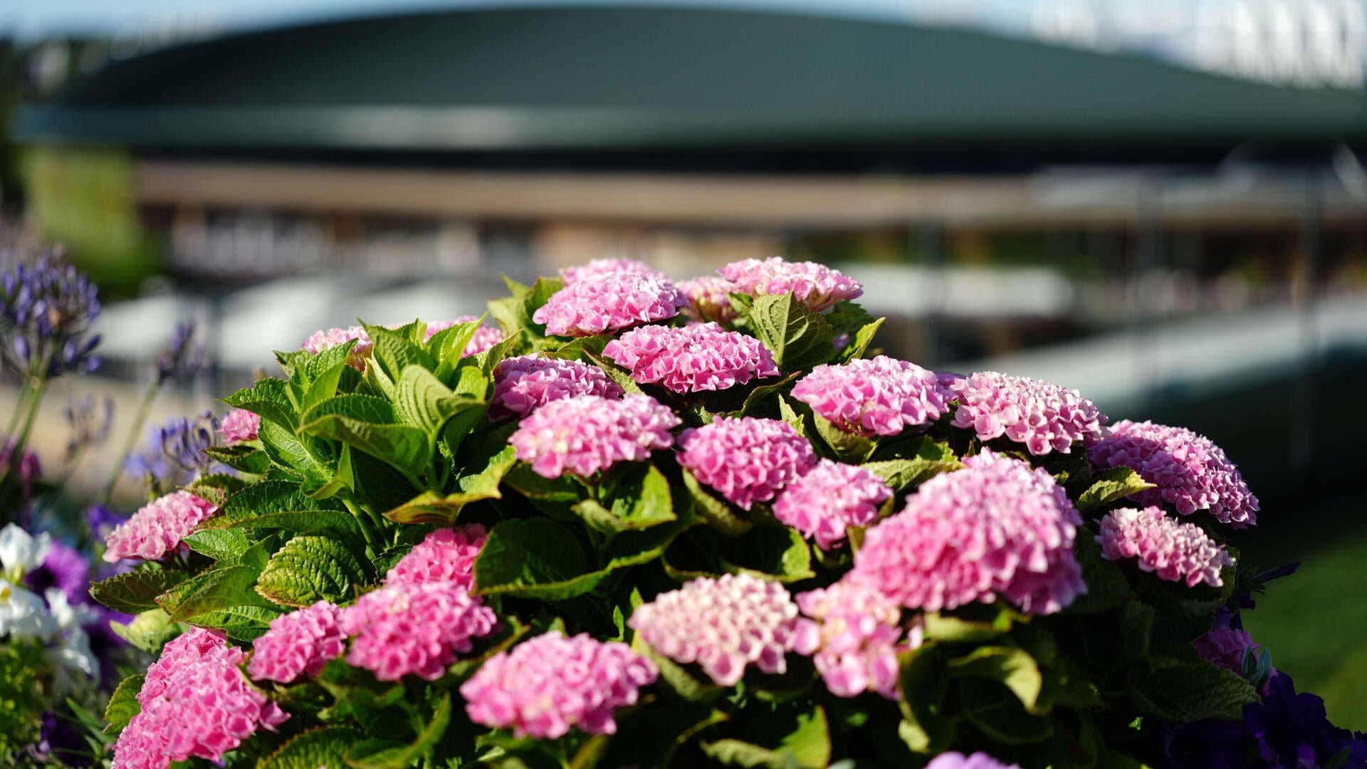 Clusters of pink hydrangea flowers bloom in the foreground with a blurred green-roofed building in the background.