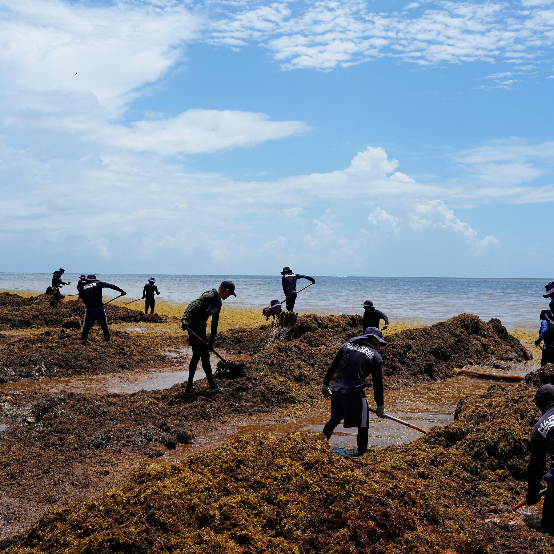 Workers in dark shirts and hats use shovels to clear piles of brown seaweed along a shoreline under a partly cloudy sky.
