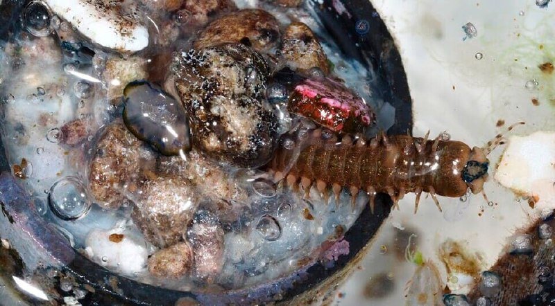A brown, segmented larva with spines crawls over wet rocks and debris in shallow, bubbly water.
