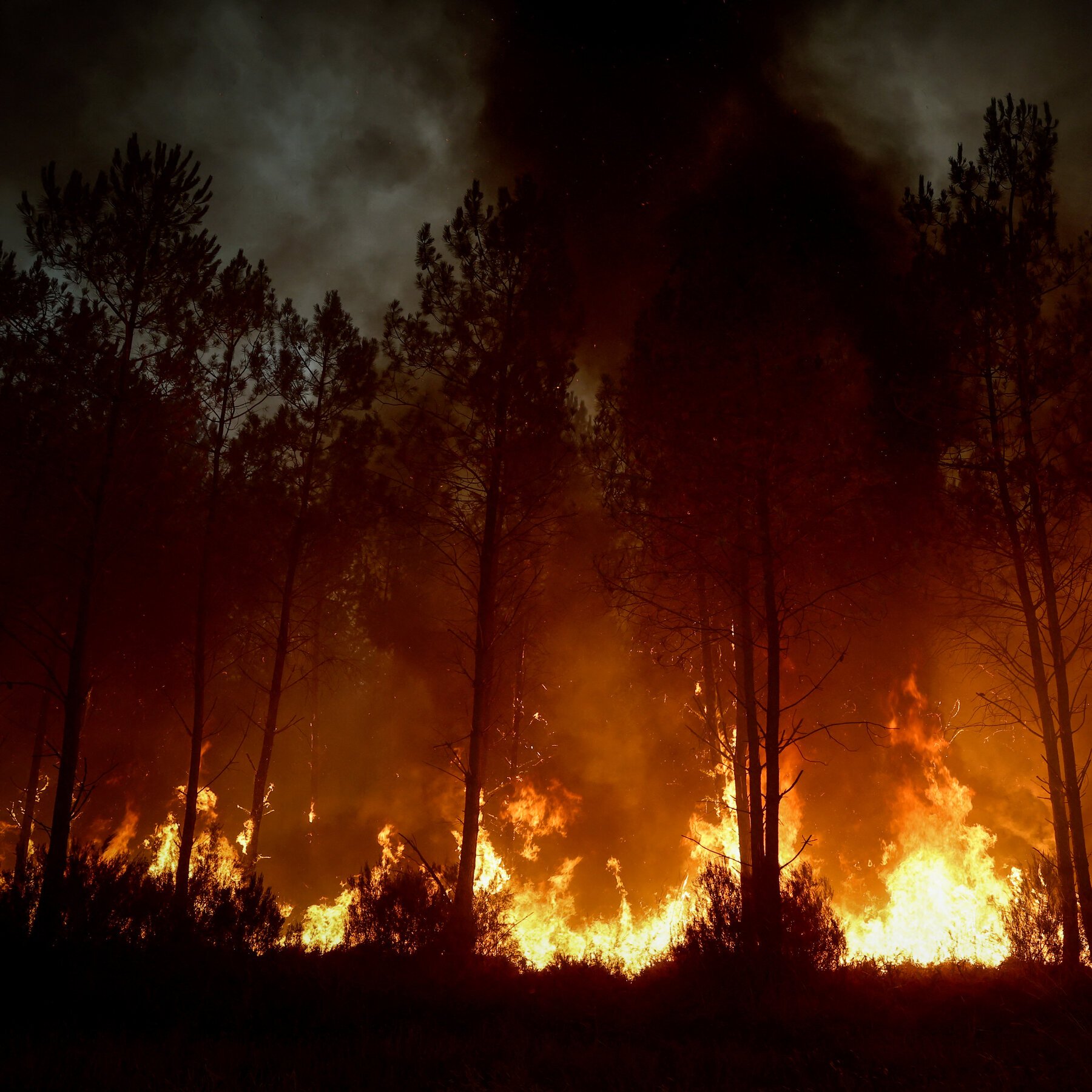 Flames engulf the forest floor and climb up tall pine trees as thick, dark smoke fills the night sky.
