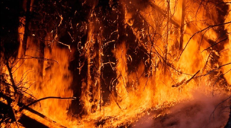 Bright orange flames engulf tree trunks and brush in a forest setting at night.