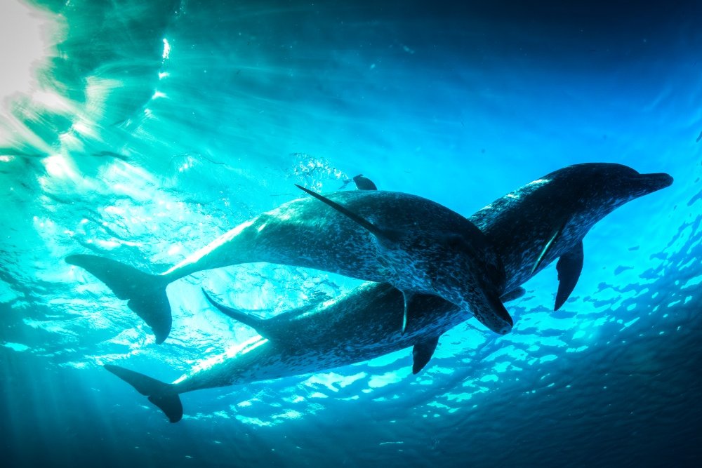 Two dolphins swim together just below the sunlit surface of clear turquoise ocean water.