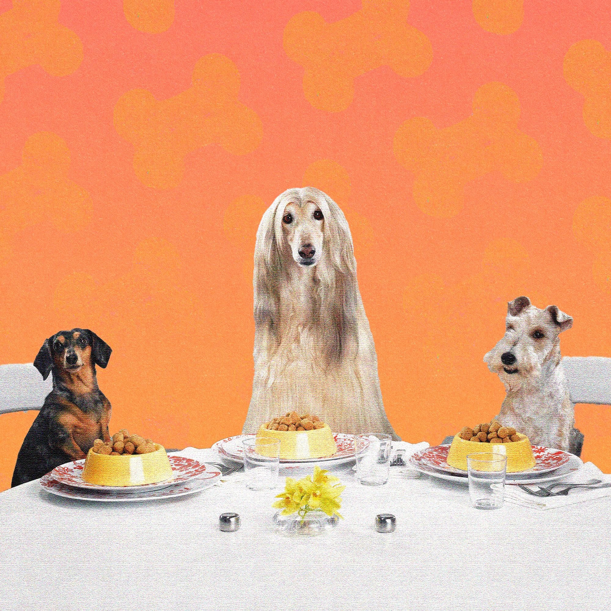 This is an illustration depicting three dogs—a black and tan dachshund, a tall Afghan hound, and a white terrier—seated at a table with bowls of kibble and empty glasses against an orange polka-dot background.