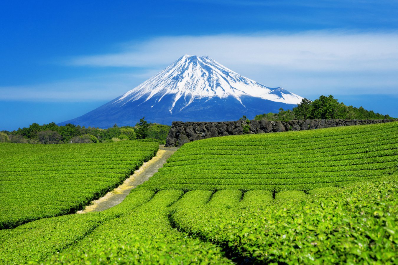 A snow-capped mountain rises above terraced green tea fields and a stone wall under a blue sky.