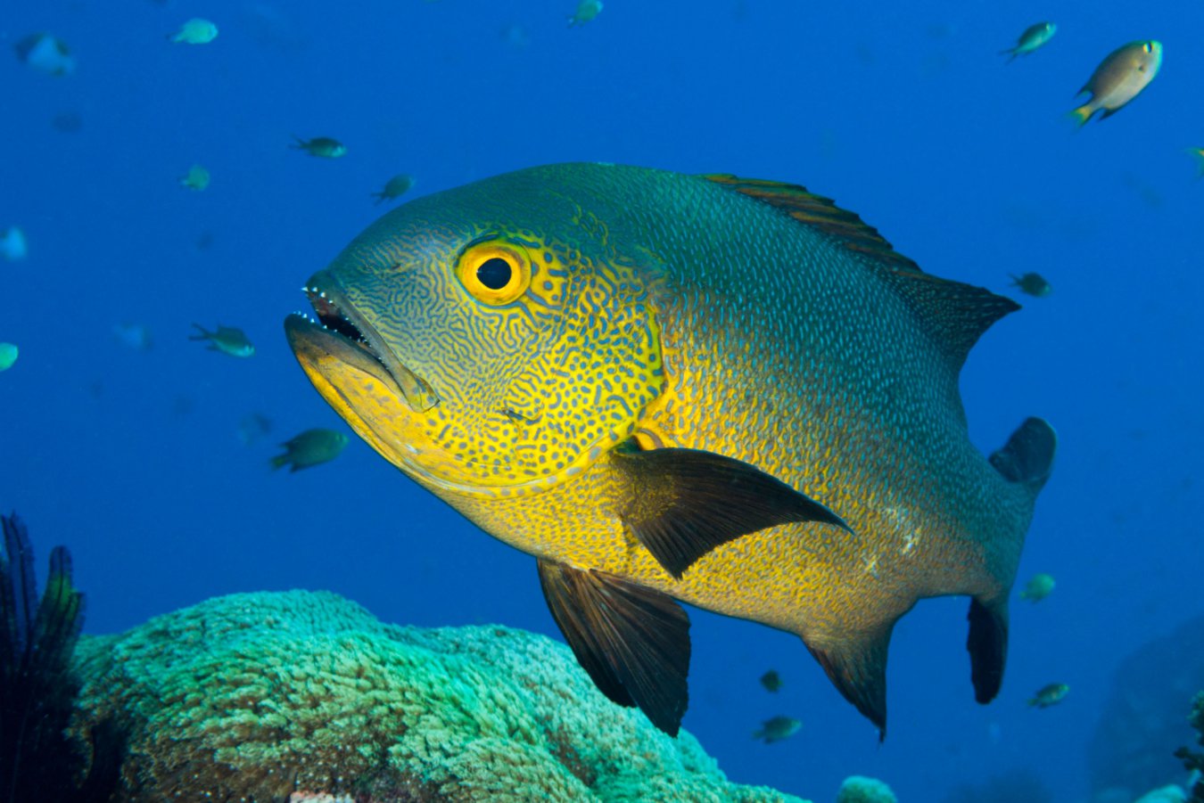 A cichlid from Lake Tanganyika, the kind of species-rich fish assemblage that has made cichlid recognition a favourite model for studying how animals tell their own kind apart.