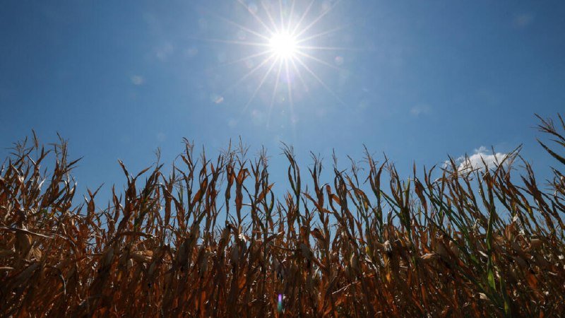 A field of dried corn stalks stands beneath a bright sun shining in a clear blue sky.