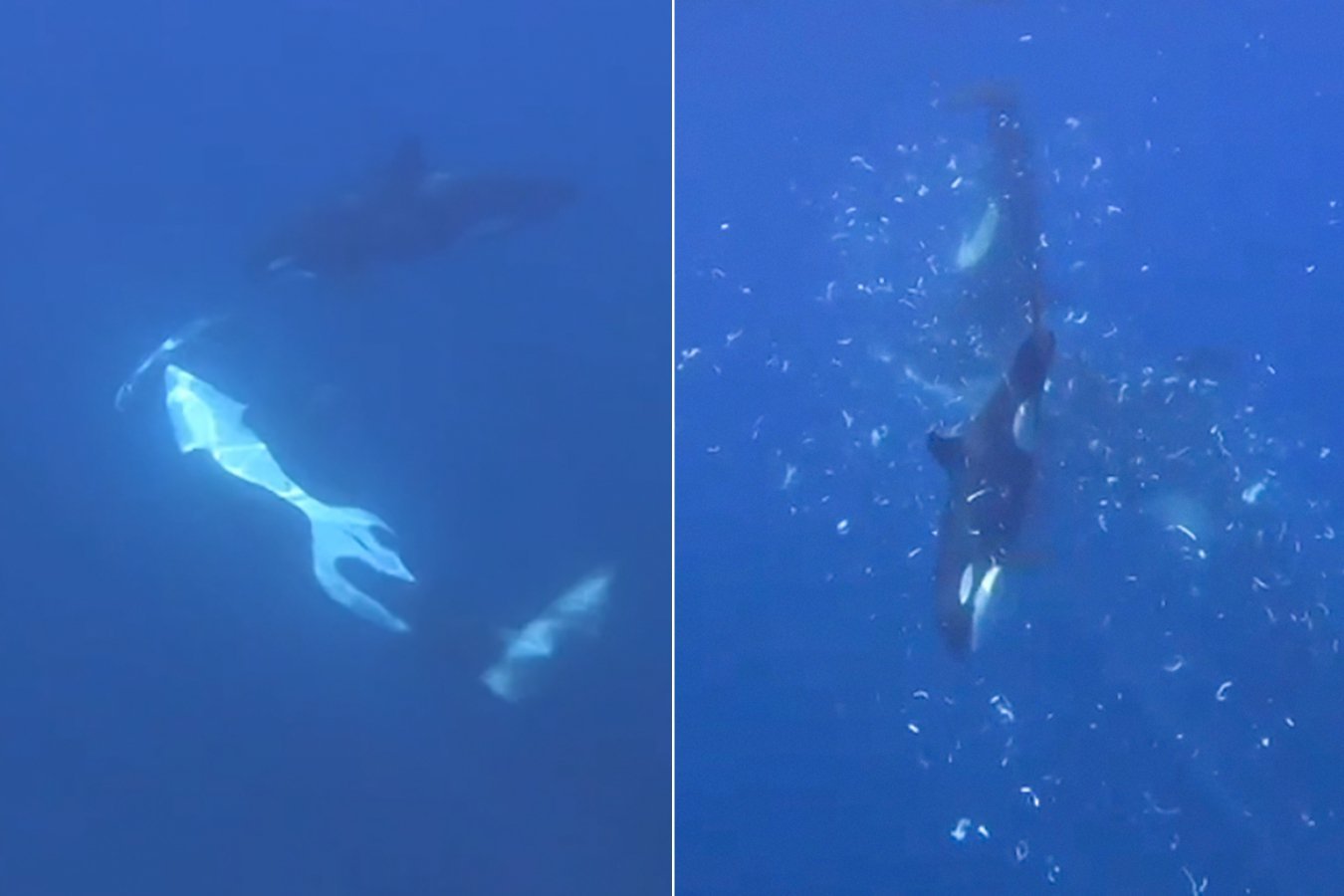 Two side-by-side underwater images show orcas swimming in deep blue water, with the right panel depicting bubbles and apparent movement around the killer whales.