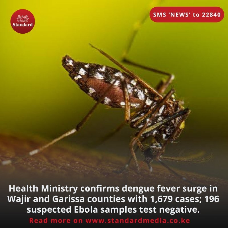 A close-up image shows a mosquito with black and white markings perched on a surface against a blurred green background, with a news headline about a dengue fever surge below.