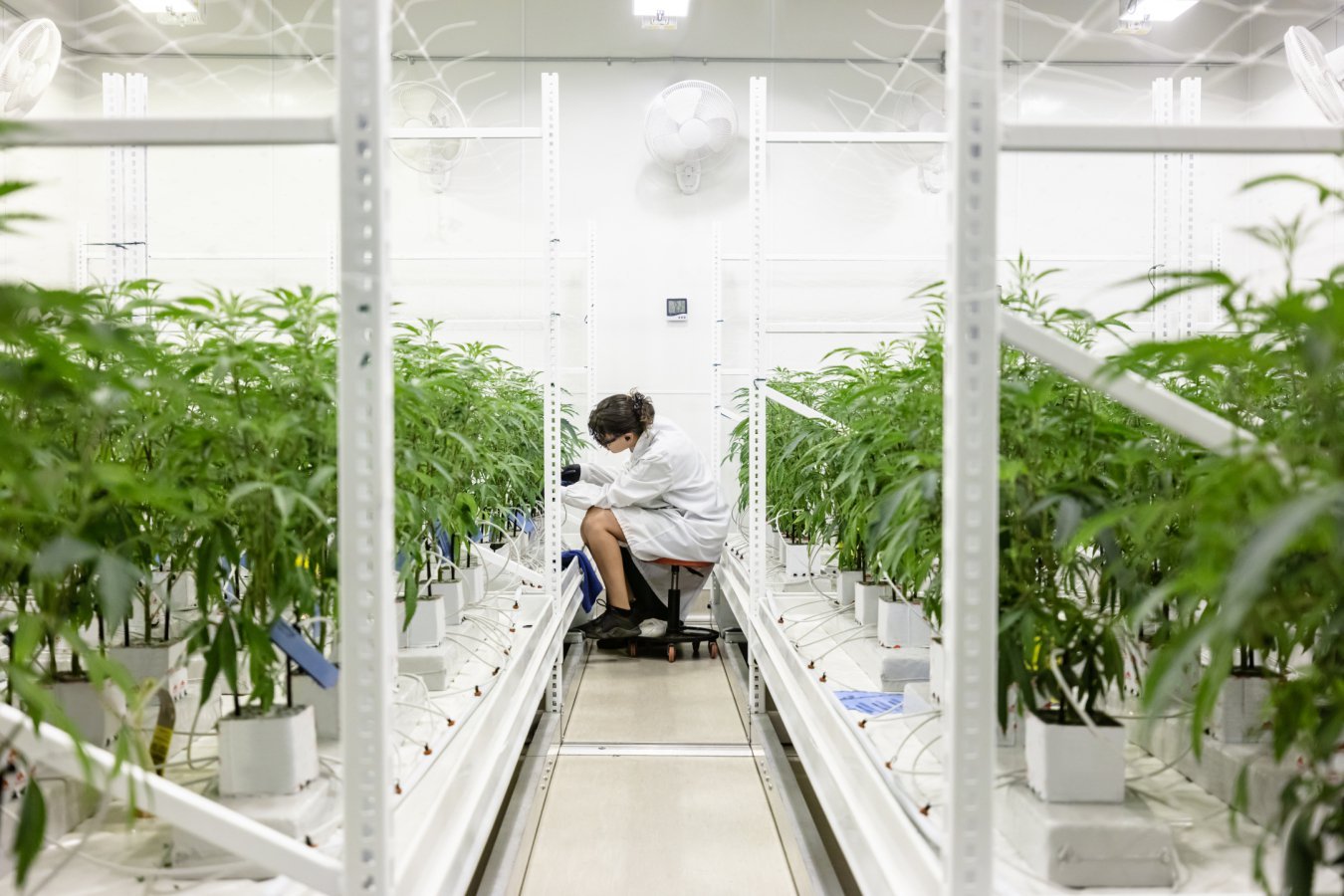 A person in a white lab coat and glasses sits on a stool, tending to potted green plants arranged in rows under bright lights in an indoor cultivation facility.