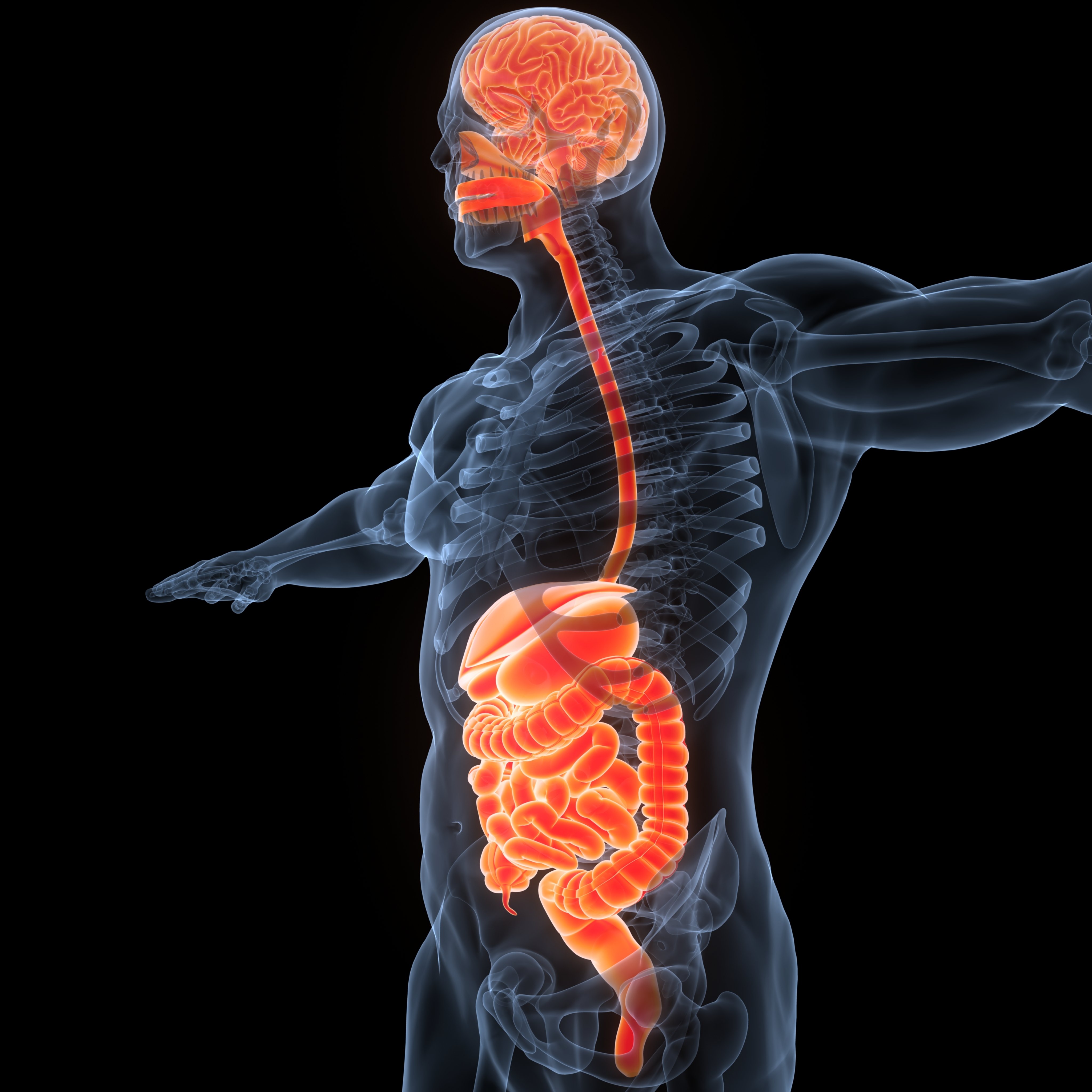 A 3D medical illustration displays a transparent human figure with the brain, esophagus, stomach, and intestines highlighted in glowing orange against a black background.