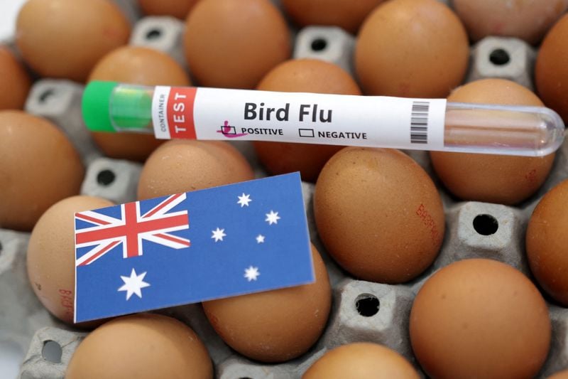 A file photograph carried by Investing.com alongside the 23 August 2026 report of Australia's first H5N1 mammal detection.