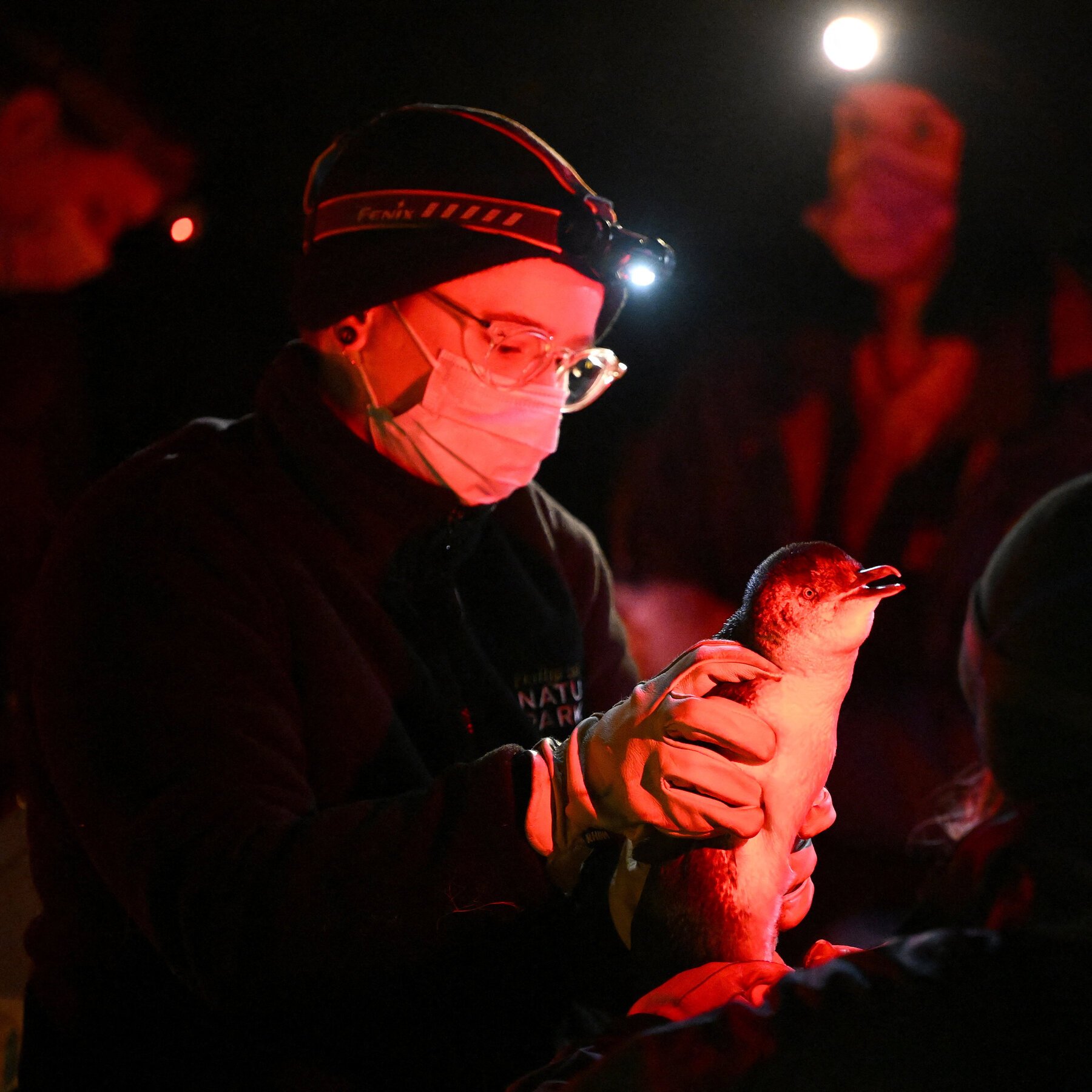 A person wearing a face mask, gloves, cap, and headlamp examines a penguin under red lighting at night.